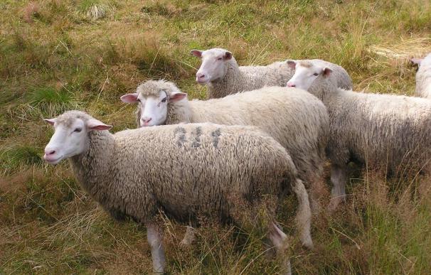 Un rebaño de 400 ovejas pasta durante unas semanas en el soto del Parque del Agua