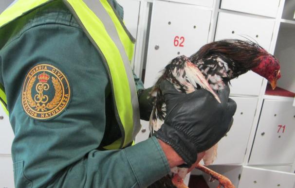 La Guardia Civil procede contra 28 personas implicadas en peleas de gallos y auxilia a 59 animales