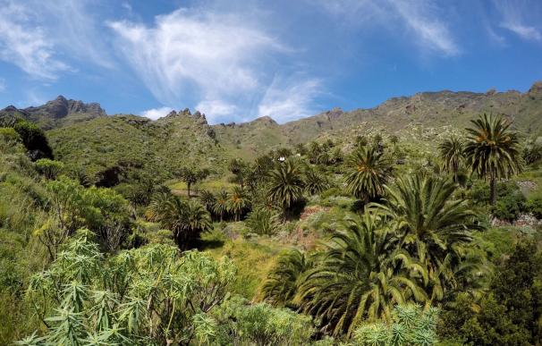 El Cabildo destina 630.000 euros a la erradicación de plantas invasoras en los espacios naturales de Tenerife