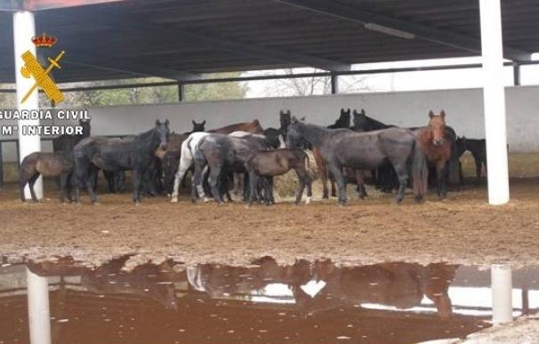 La Guardia Civil investiga al responsable de una explotación equina de Caudete (Albacete) por maltrato animal