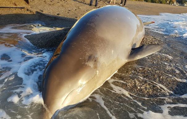 Empleados de la limpieza y mantenimiento de playas de Almuñécar salvan a un delfín varado