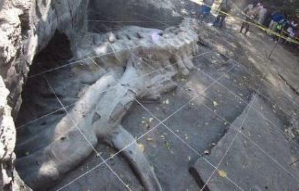 Descubren fósil de ballena de 1,8 millones de años de antigüedad en México