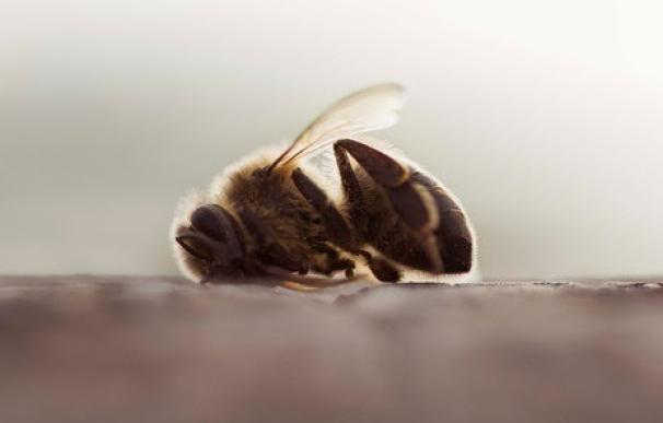 Greenpeace pide a la UE que tome nota del estudio que concluye que los neonicotinoides son negativos para las abejas