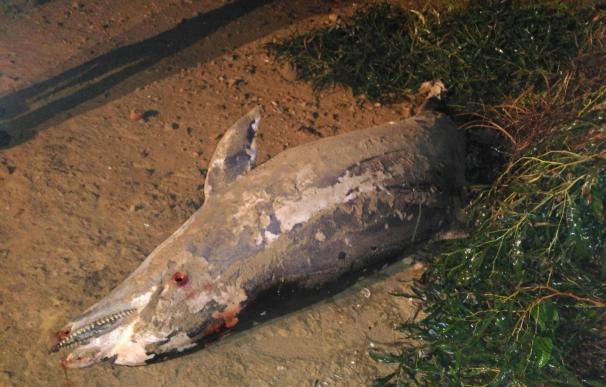 Aparece varado y sin vida un delfín mular en la playa de La Mata en Torrevieja