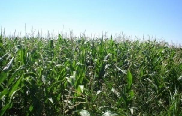 El Principado permitirá a los ganaderos adelantar la siembra del maíz a partir del 1 de mayo de 2018