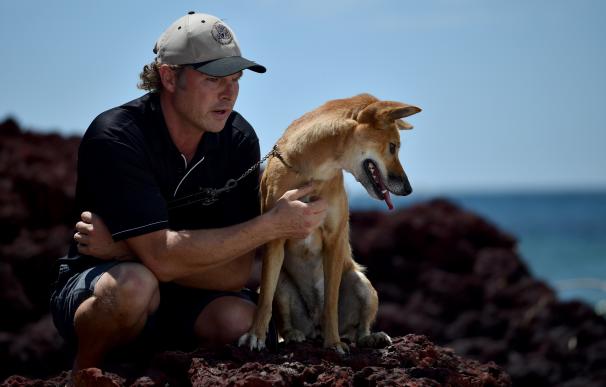 La moda de tener especies exóticas como mascotas se extiende en Australia