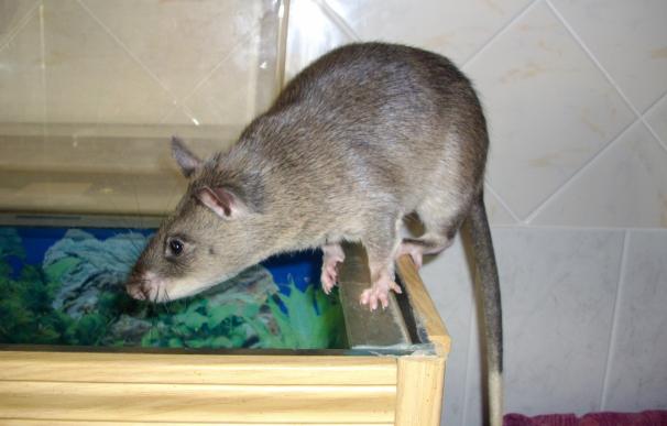 Ratas gigantes se comen a un bebé mientras su madre estaba de fiesta