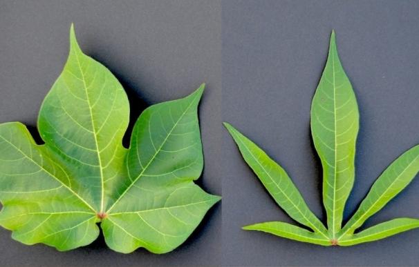 Investigadores 'crackean' el ADN del algodón para determinar la forma de las hojas