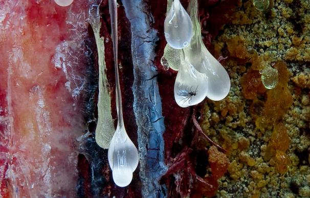 El ámbar y la medusa, entre los temas de las mejores fotos de ciencia del año