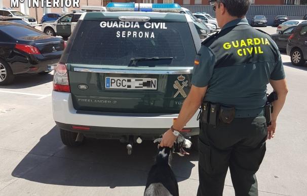 Siete detenidos en una operación contra el tráfico de galgos en Ávila