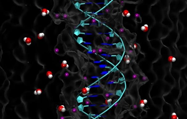 Científicos españoles descubren por qué el ADN se enrolla al estirarlo mientras que el ARN se desenrolla