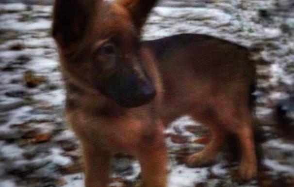 Dobrynya (Добрыня), el cachorrito que Rusia ha regalado al RAID de Francia
