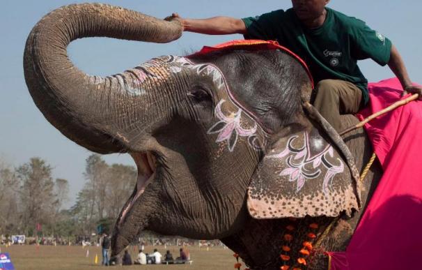 Flor Juguetona, la reina de la belleza elefantina nepalí más pesada del mundo