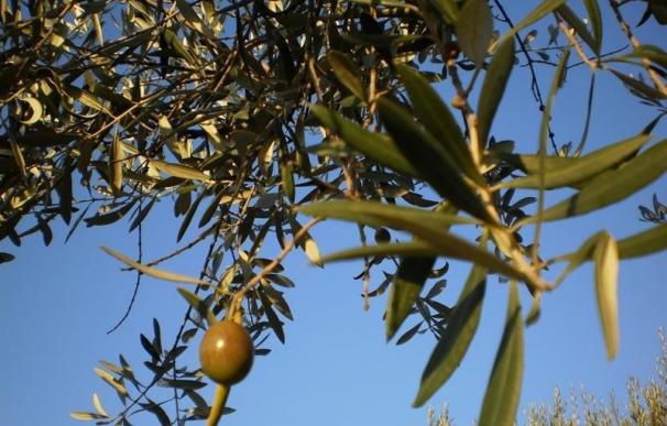 Un congreso en Badajoz analiza el futuro de la olivicultura en España y Portugal