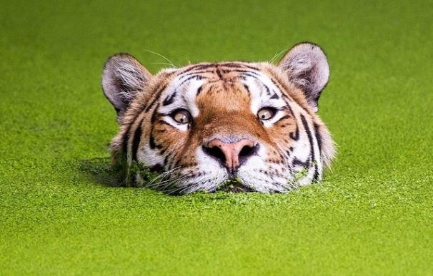 El número de tigres salvajes aumenta por primera vez en 100 años