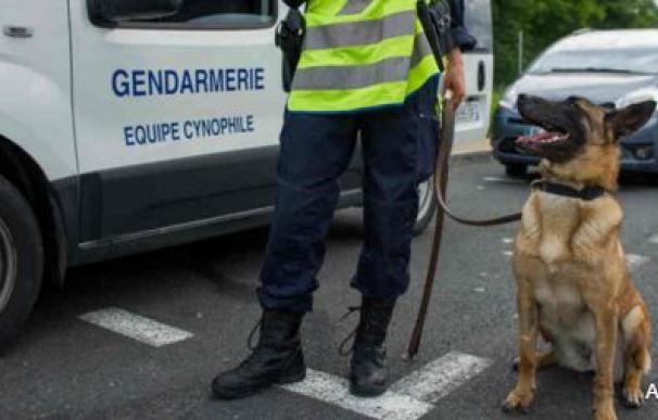 Un perro policía muere en la explosión causada por una mujer suicida en Saint Denis