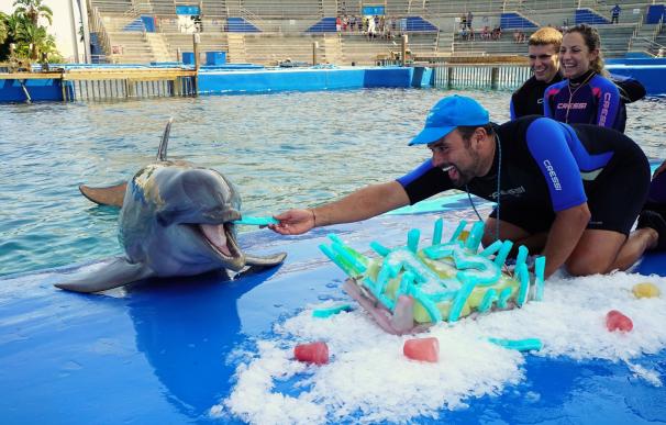 El primer delfín nacido en el Oceanogràfic, Neptuno, celebra su 13 cumpleaños junto a familiares y amigos