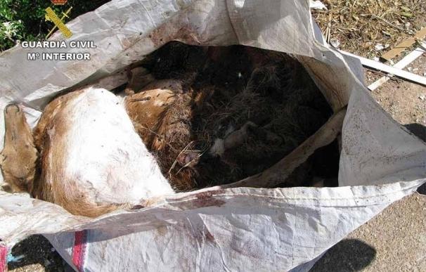Los dos gamos encontrados en una saca en Inca fallecieron a causa del estrés al ser transportados