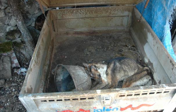 Condenado un vecino de Torre Val de San Pedro (Segovia) que tenía encerrados varios perros en un remolque