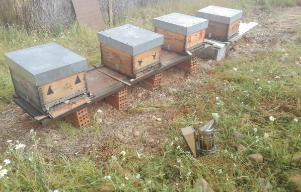 La Eurocámara respalda prohibir tres insecticidas peligrosos para las abejas