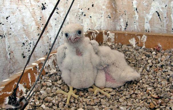 Nacen tres crías de halcón peregrino en un nido de la Sagrada Familia