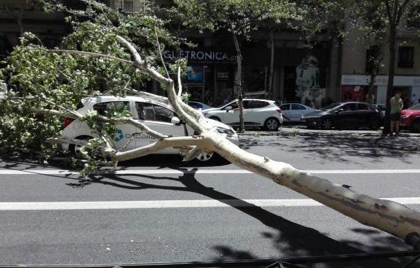 Cae un árbol sobre un coche de Onda Madrid que circulaba por Alberto Aguilera