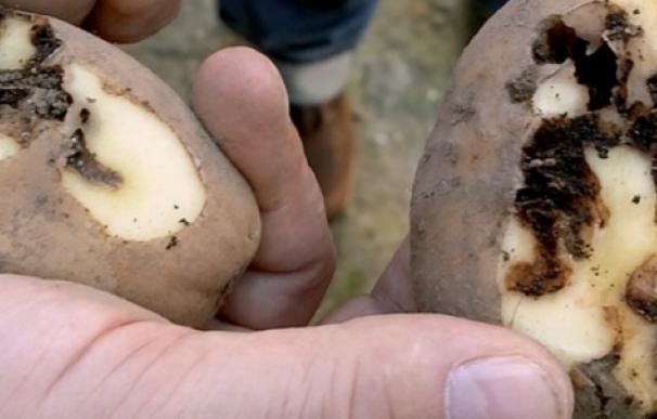 La CE cree que las medidas adoptadas en Galicia y España "difícilmente" erradicarán la plaga de la patata
