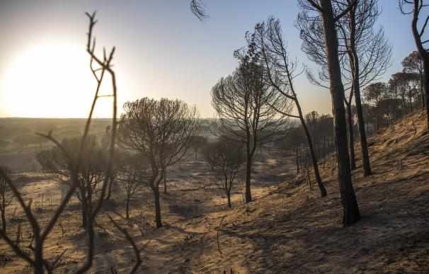 El incendio de Moguer afecta a una superficie de 8.486 hectáreas