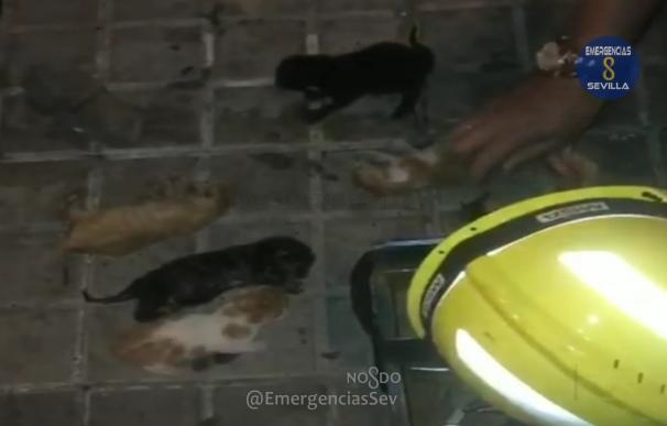 Bomberos rescatan una camada de gatos recién nacidos del interior de un contenedor neumático