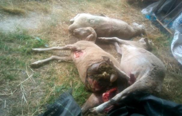 Un ataque de buitres que acaba con la vida de 14 ovejas en Guadapero (Salamanca), según Asaja