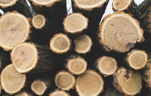 Cantabria, segunda provincia que más madera ha subastado en el primer trimestre