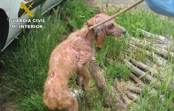 Detienen a un hombre de 42 años en Soutomaior (Pontevedra) por maltratar a 15 perros