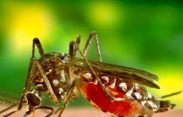Mosquito que transmite el Zika