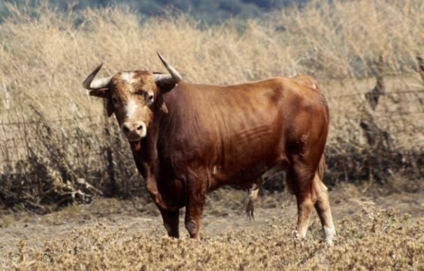 Fundación del Toro de Lidia pide por carta al TC que resuelva el recurso sobre la prohibición de los toros en Cataluña