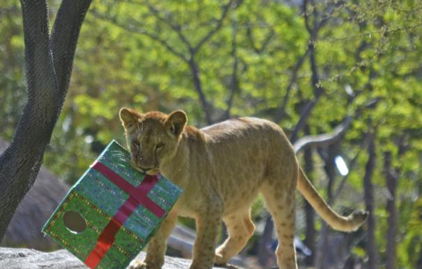 Shanga, la cría de león de Bioparc, celebra su primer cumpleaños con regalos y una tarta de cartón y carne