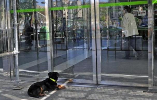 Champi, el perro 'enfermero' que enamoró al hospital Reina Sofía de Murcia