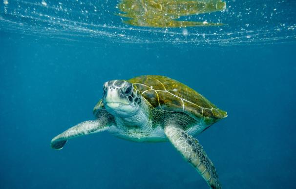 El Centro de Interpretación del Mar de Sant Antoni acoge un taller para proteger la anidación de tortugas marinas