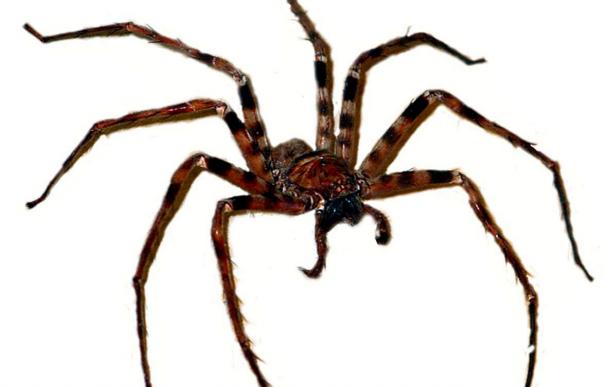 Una treintena de personas trata su fobia a las arañas con realidad virtual