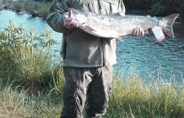 Un pescador de Lezo (Gipuzkoa) captura el primer salmón de la temporada en el río Bidasoa