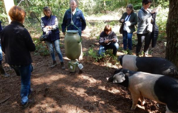 Galicia, Asturias y País Vasco investigan cómo maximizar la producción de cerdo celta con efectos "asumibles"