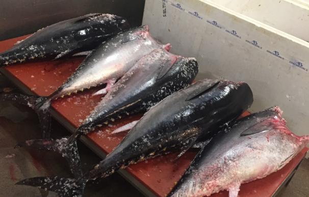 Denunciadas dos empresas por vender 474 kilos de atún rojo sin garantías en Barcelona