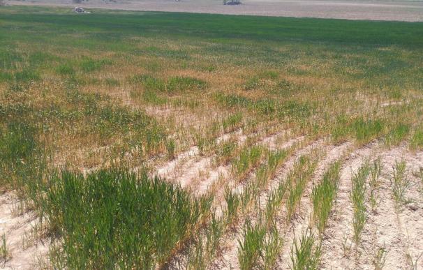 UAGN urge al Gobierno de Navarra a activar medidas contra la sequía