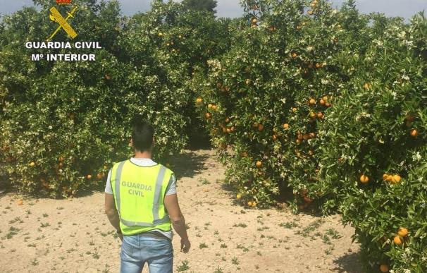 Un detenido por estafar 400.000 euros en mandarinas a agricultores de la Vega Baja (Alicante) y Murcia