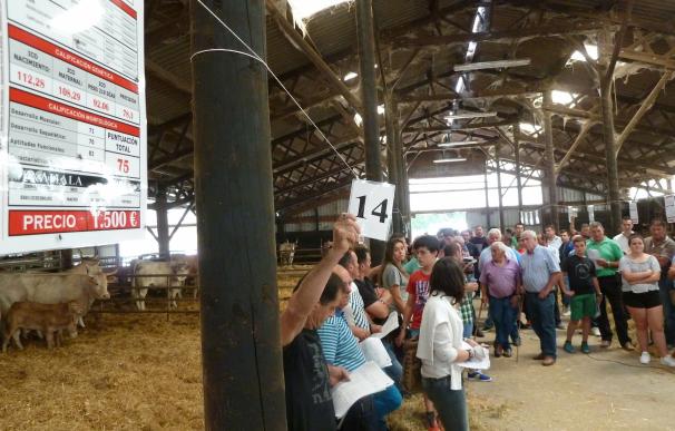 Diputación de Bizkaia subasta 51 cabezas de ganado del programa de selección y mejora genética en granjas forales