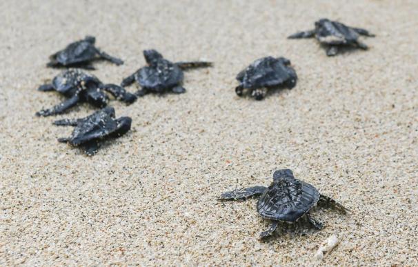 Un estudio revela que las tortugas marinas también sufren descompresión