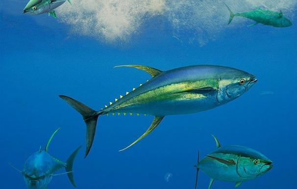 La temporada del atún rojo en el Mediterráneo comenzará en unas semanas