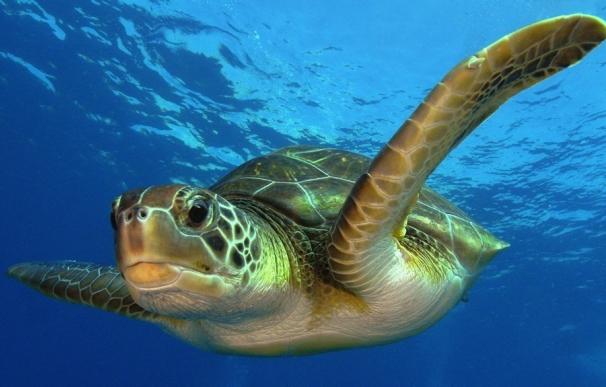 El Sea Life de Benalmádena celebra el Día Mundial de la Tortuga para concienciar sobre su protección