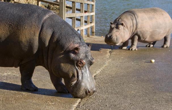 Kavango, el nuevo hipopótamo macho de Cabárceno, se une sin problemas al resto de la manada