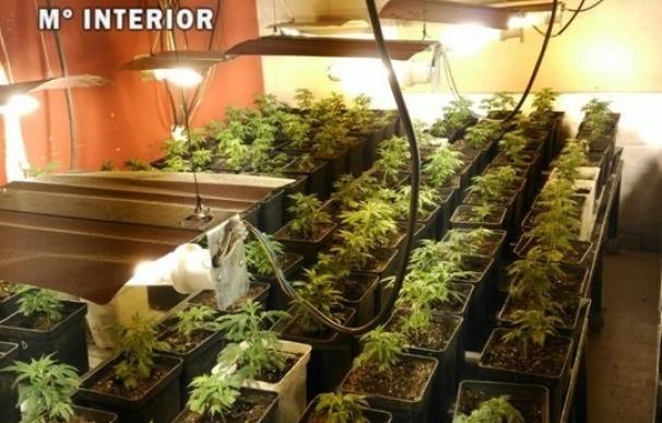 Cinco detenidos en poblaciones de Toledo tras desmantelar dos laboratorios con 796 plantas de marihuana