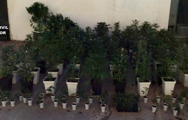 Detenido en San Martín de Valdeiglesias por cultivar marihuana en la vivienda de un familiar fallecido